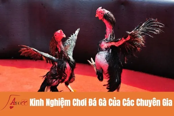 Kinh Nghiệm Chơi Đá Gà Của Các Chuyên Gia