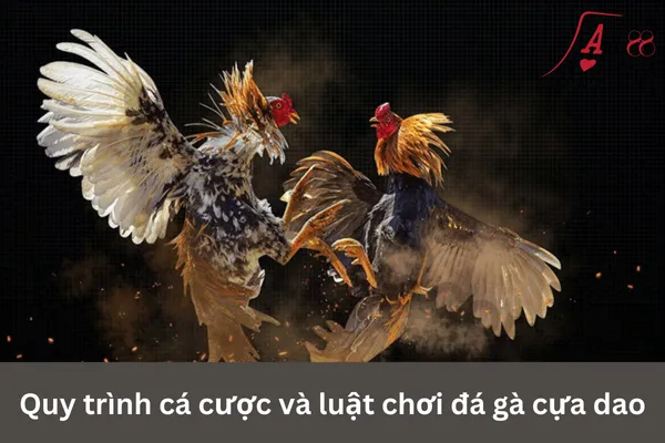Đá gà cựa dao